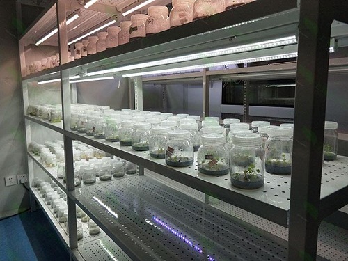 灌云植物组织培养实验室设计建设方案